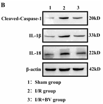 Cleaved-Caspase 1 (Asp296), p20 Antibody - Fig.