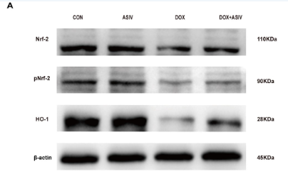 Phospho-Nrf2 (Ser40) Antibody - Fig.