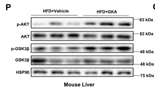 Phospho-GSK3 beta (Ser9) Antibody - Fig.