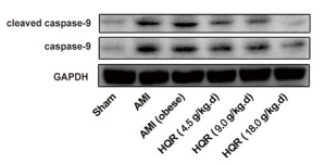 Cleaved-Caspase 9 (Asp353) Antibody - FIGURE 3 Huayu Qutan recipe (HQR) inhibited myocardial cells apoptosis after acute myocardial infarction (AMI).
