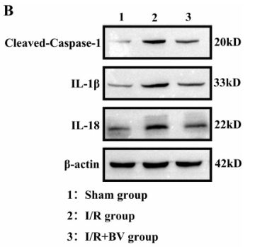 IL1 beta Antibody - Fig.