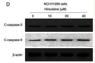 Cleaved-Caspase 9 (Asp353) Antibody - Figure 6.