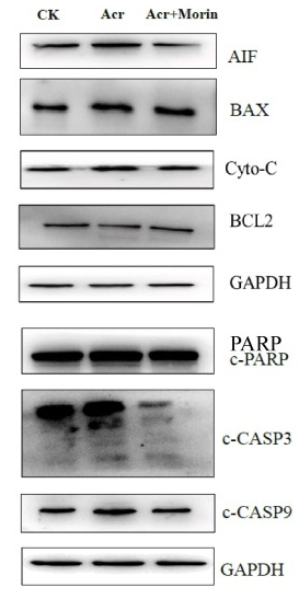 Cleaved-Caspase 9 (Asp353) Antibody - Fig.