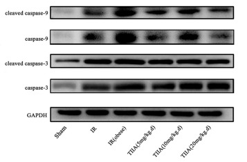 Cleaved-Caspase 9 (Asp353) Antibody - Figure 2 Tanshinone IIA (TIIA) inhibited renal cells apoptosis after renal ischemia-reperfusion (IR).