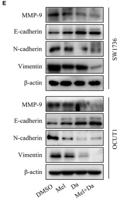 MMP9 Antibody - FIGURE 4 Melatonin enhanced the inhibitory effect of dabrafenib on cell migration and invasion.