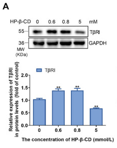 TGFBR1 Antibody - Figure 6 The effect of different concentrations of HP-β-CD on the expression and distribution of TβRI.