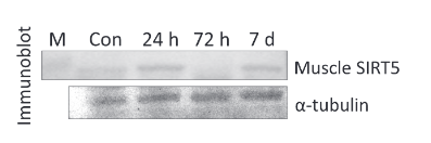 Tubulin alpha Antibody - Figure 3.
