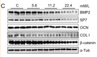Tubulin alpha Antibody - Figure 5 Effects of liraglutide in MC3T3 cells.
