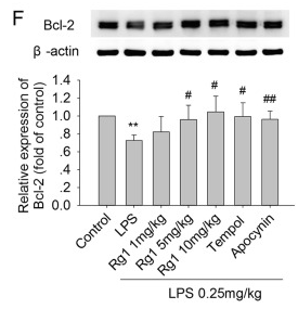 Bcl-2 Antibody - Fig.