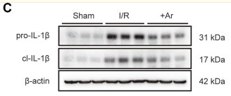 IL1 beta Antibody - Figure 2 NLRP3 inflammasome participates in argon-mediated microglia/macrophage polarization in vivo.