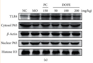 NF-kB p65 Antibody - Figure 6 Effect of DOFE on TLR4-mediated inflammatory response.