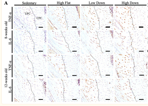 TNF alpha Antibody - Figure 5 Comparison results of TNF-α and IL-6 expression in the enthesis fibrocartilage (FC) area.