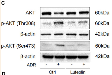 Phospho-AKT1/2/3 (Ser473) Antibody - FIGURE 7 Luteolin alleviates Adriamycin (ADR)-induced renal injury and modulates AKT phosphorylation.