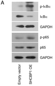 NF-kB p65 Antibody - Figure 5.