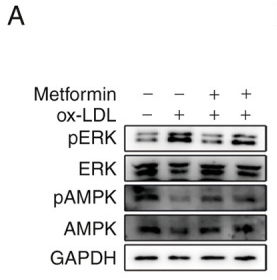 AMPK alpha Antibody - Figure 5 Effects of metformin on the AMPK/ERK signaling pathway in ox-LDL-treated macrophages.