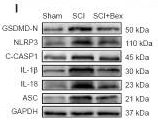 IL18 Antibody - Figure 3 Bexarotene attenuates neuronal pyroptosis in the spinal cord after SCI.