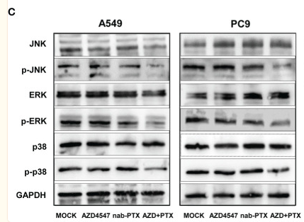 ERK1/2 Antibody - Figure 6 Effects of AZD4547 and nab-PTX on the MAPK signaling pathway.