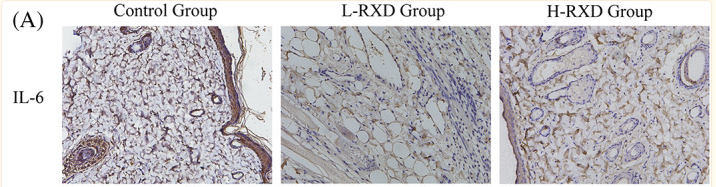 IL6 Antibody - FIGURE 7 (A) Magnification after immunohistochemical staining with different pro‐inflammatory cytokines on day 7.