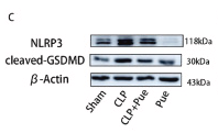NLRP3 Antibody - Fig.