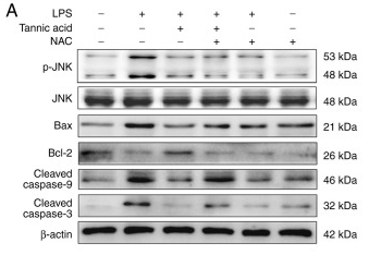 Phospho-JNK1/2/3 (Thr183+Tyr185) Antibody - Figure 6.