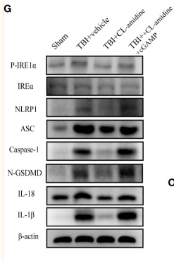GSDMD Antibody - Figure 5 Inhibition of PAD4 ameliorates neurons’ pyroptosis by inhibiting the STING-IRE1α-NLRP1 pathway.
