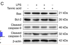 Bcl-2 Antibody - Figure 2.