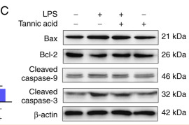 Cleaved-Caspase 9 (Asp353) Antibody - Figure 2.