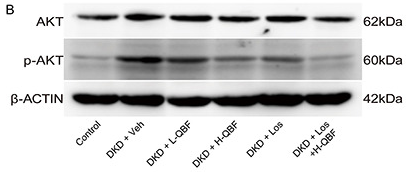 Phospho-AKT1/2/3 (Ser473) Antibody - Figure 4.