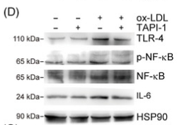IL6 Antibody - FIGURE 4 Ox‐LDL/LPS activated ADAM17 to increase cleavage of mTIMD4 in macrophages.
