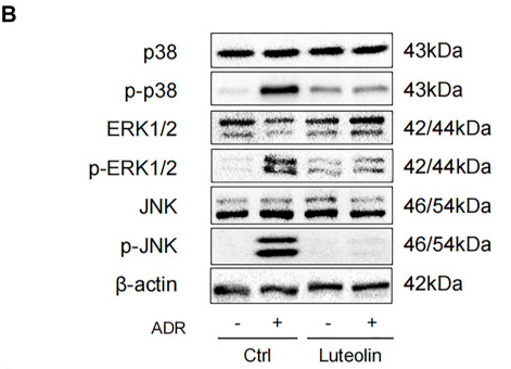 ERK1/2 Antibody - FIGURE 9 Oxidative stress and MAPK pathway may be the mechanism of luteolin to ameliorate apoptosis.