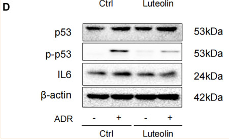 IL6 Antibody - FIGURE 7 Luteolin alleviates Adriamycin (ADR)-induced renal injury and modulates AKT phosphorylation.