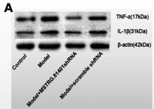 TNF alpha Antibody - Fig.
