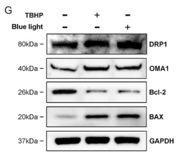 Bcl-2 Antibody - Fig.