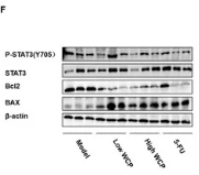 Bcl-2 Antibody - Figure 8.