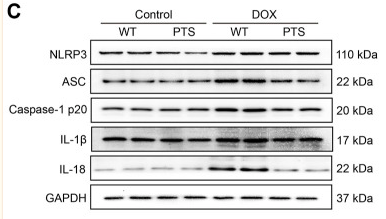 Caspase 1 Antibody - FIGURE 2 PTS reduces reduction of NLRP3 inflammasome and apoptosis in DOX-treated mice.