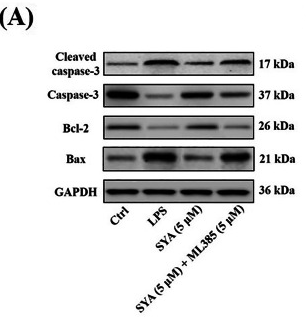 Bcl-2 Antibody - Fig.
