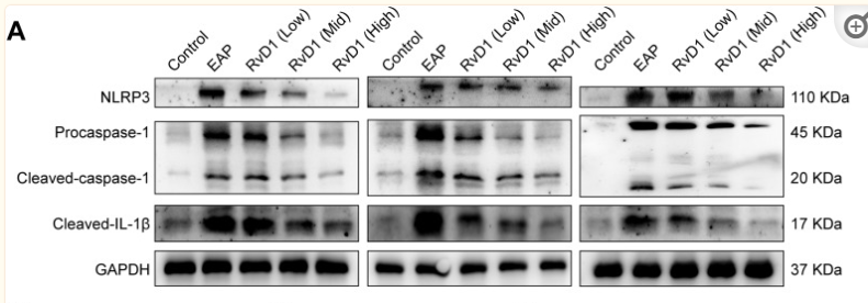 NLRP3 Antibody - Figure 2 RvD1 treatment inhibits the activation of the NLRP3 inflammasome.