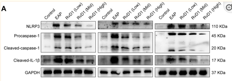 IL1 beta Antibody - Figure 2 RvD1 treatment inhibits the activation of the NLRP3 inflammasome.