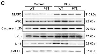 Caspase 1 Antibody - FIGURE 2 PTS reduces reduction of NLRP3 inflammasome and apoptosis in DOX-treated mice.