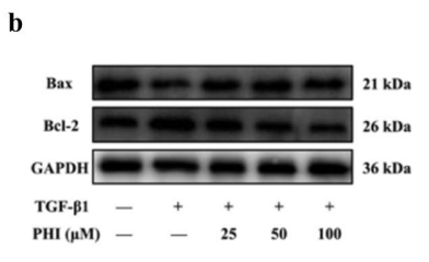 Bcl-2 Antibody - Fig.