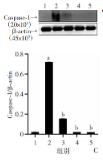 Caspase 1 Antibody - 图 6 柴胡皂苷D对免疫性肝纤维化大鼠肝脏组织中NLRP3炎症小体和细胞焦亡蛋白的影响(n=8，x±s).