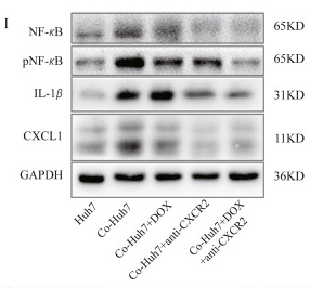 IL1 beta Antibody - Fig.