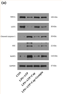 NLRP3 Antibody - Figure 3 Capsaicin alleviates LPS-induced pyroptosis in HK-2 cells by activating TRPV1/UCP2 axis.
