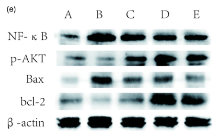 Phospho-AKT1/2/3 (Ser473) Antibody - Figure 4.