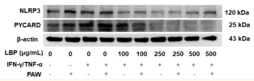 NLRP3 Antibody - Figure 3 Modulation of Lycium barbarum polysaccharides (LBP, 500 μg/mL) with or without plasmon-activated water (PAW) against protein expression of (A) NLRP3 inflammasomes and (B) PYCARD in Caco-2 cells.