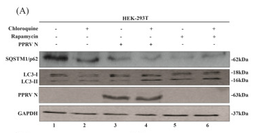 LC3B Antibody - Figure 5 PPRV−N expression increases the conversion of LC3−I to LC3−II in HEK−293T cells and concurrently decreases SQSTM1/p62 levels, mediated by phosphatidylinositol−3−kinase complex−I.
