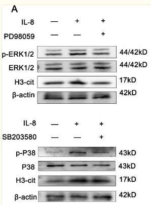 ERK1/2 Antibody - Figure 4.