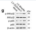 NF-kB p65 Antibody - Fig.