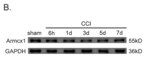 GAPDH Antibody - Fig.