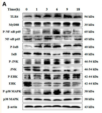 NF-kB p65 Antibody - Figure 2 The changes in the expression of key proteins of NF-κB and MAPK signaling pathway after LPS stimulation in RECs at different times.